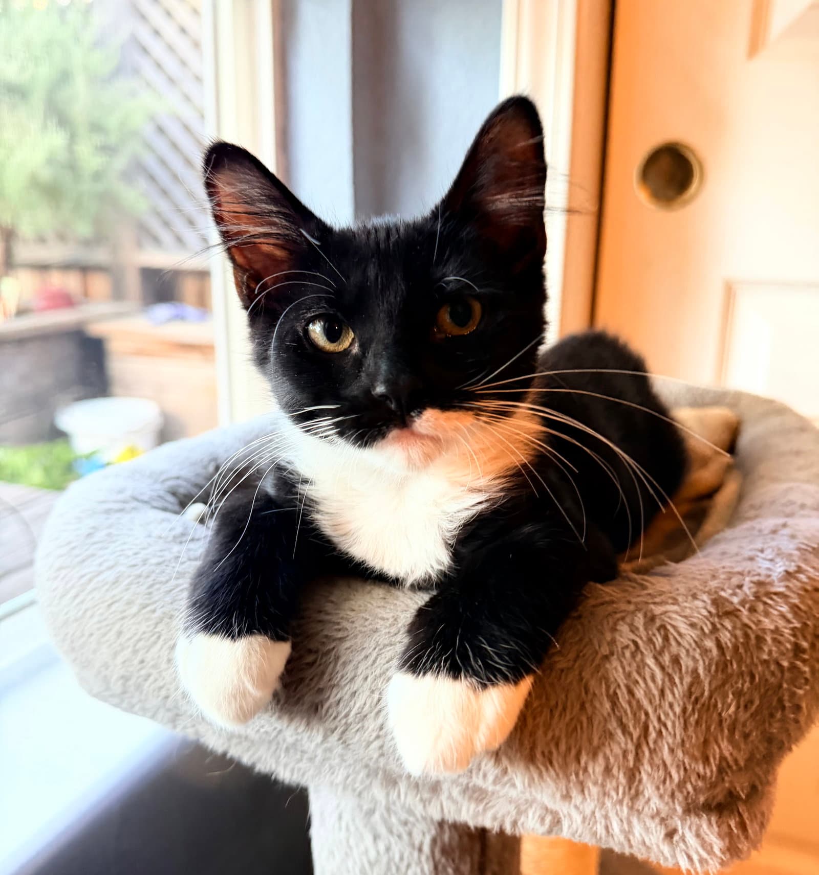 Murphy - Domestic Medium Hair