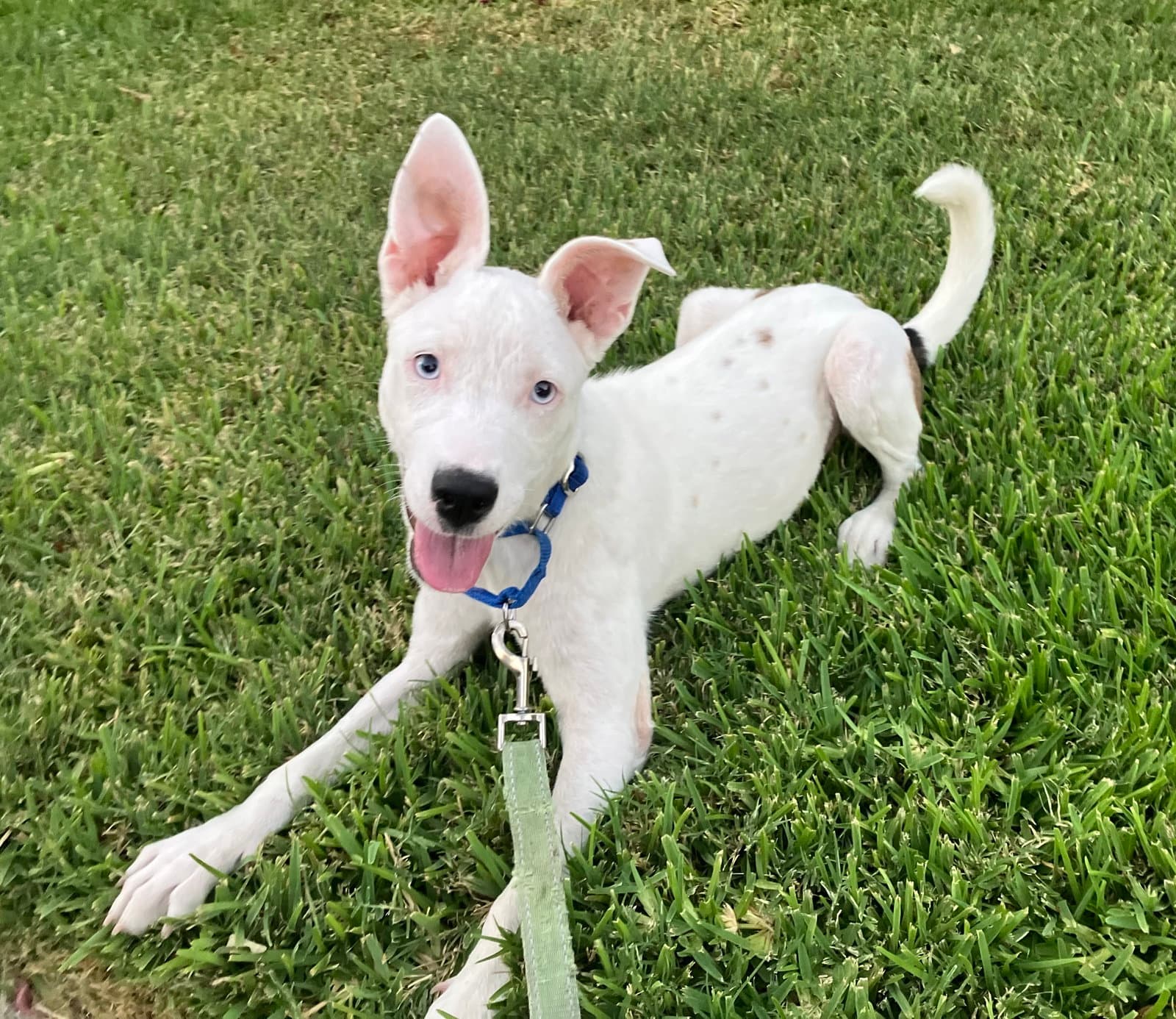 Pixie - Terrier