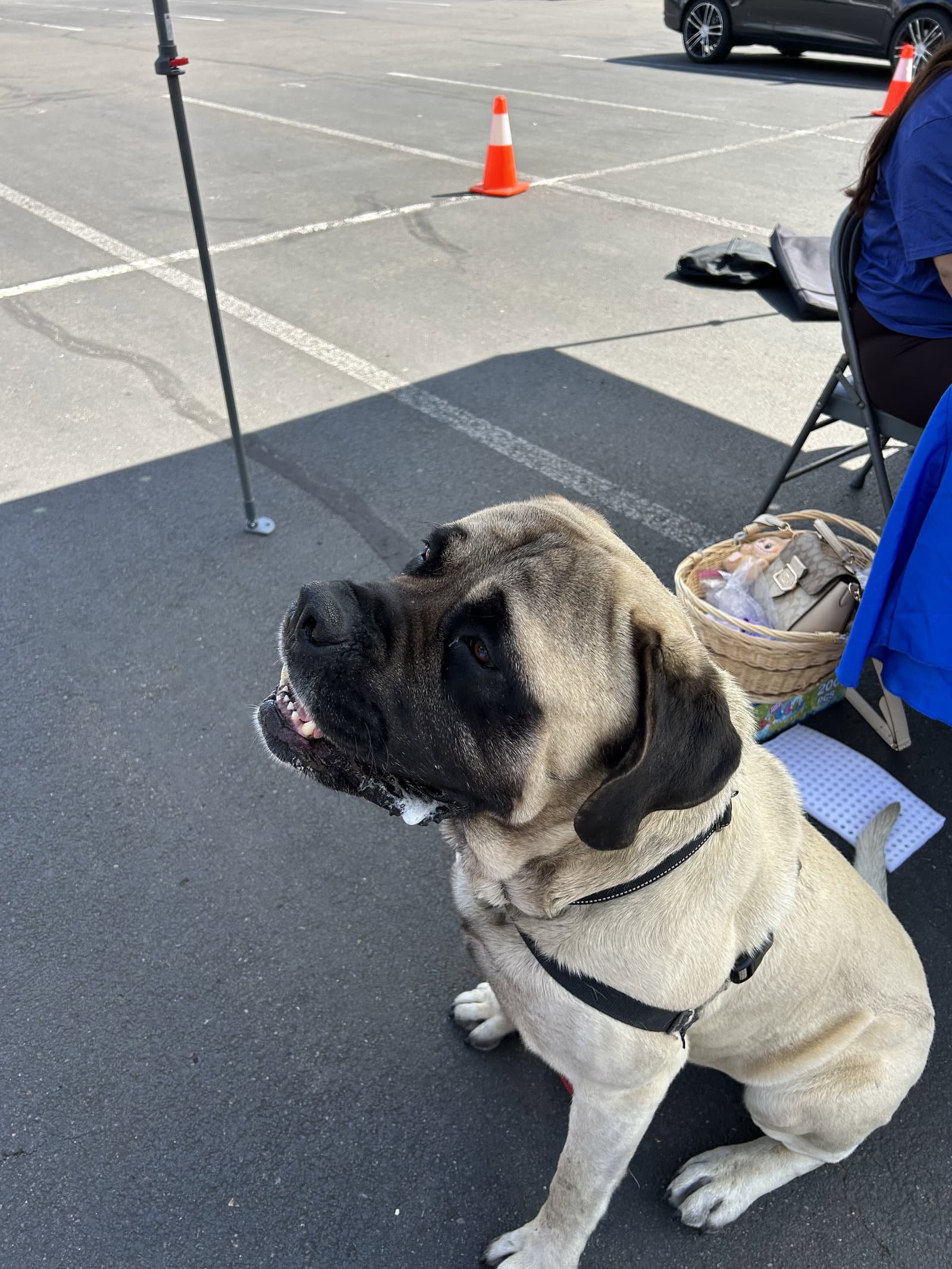 Dusty - Mastiff