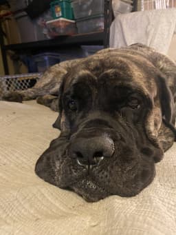 Zeus image 3