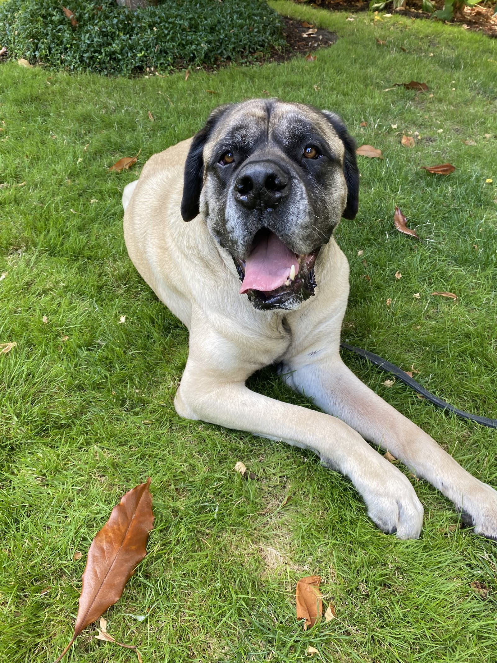 Norman - Mastiff