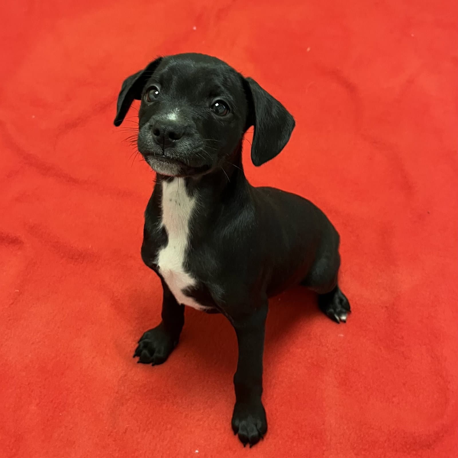 Puppies Medium Breed - Chihuahua