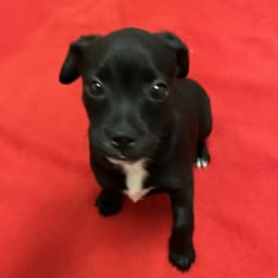 Puppies Medium Breed image 2