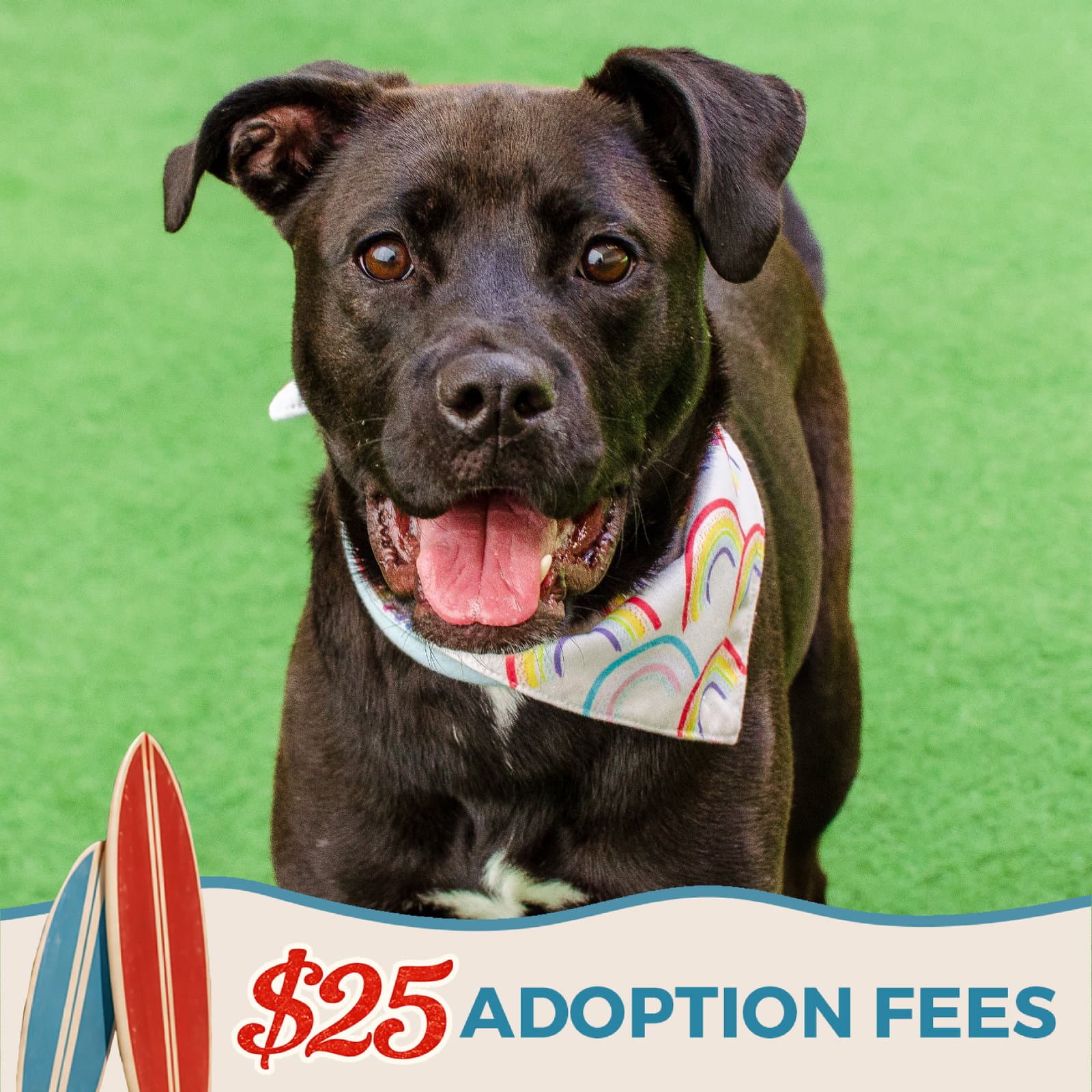 Cindy - Pit Bull Terrier