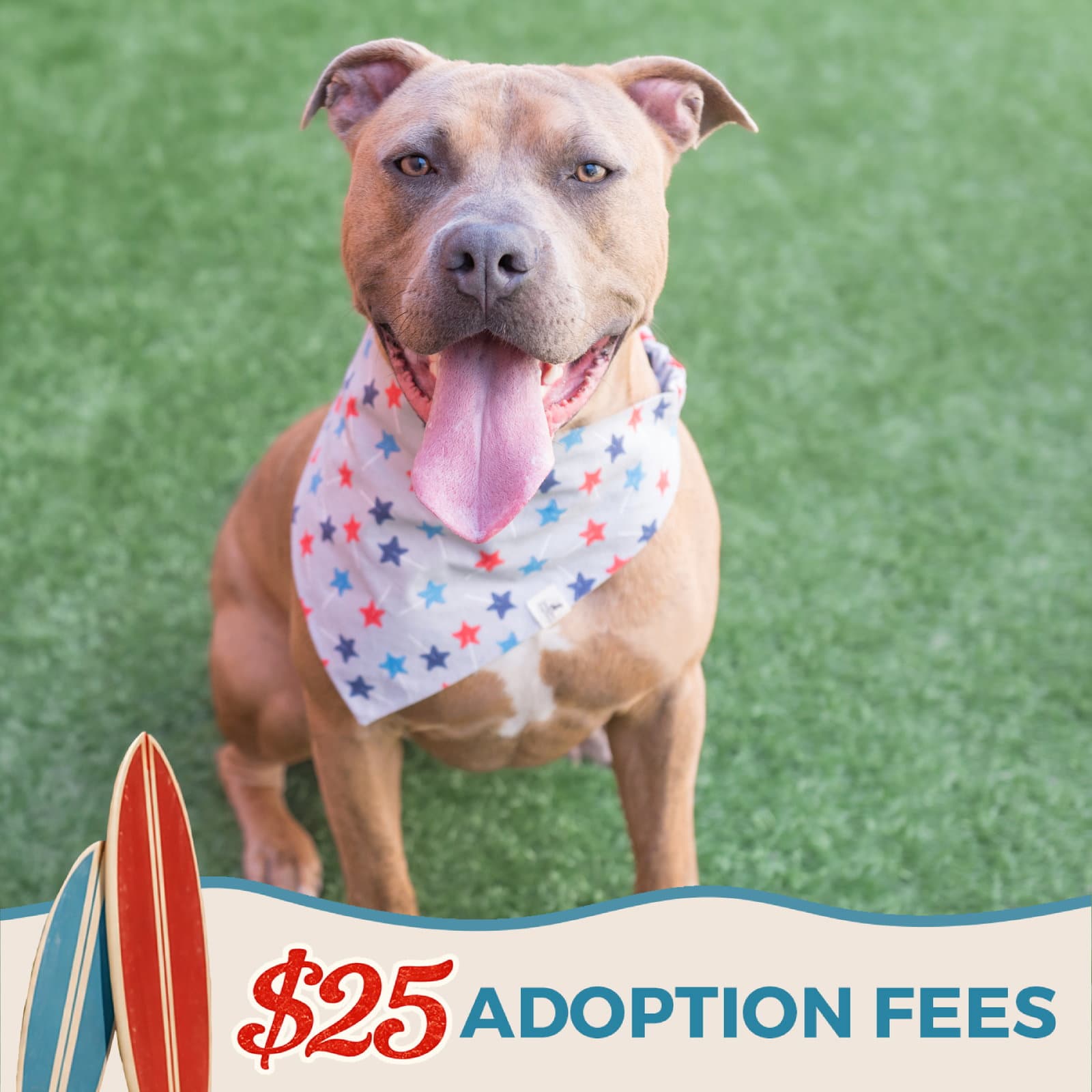 Skeeter - Pit Bull Terrier