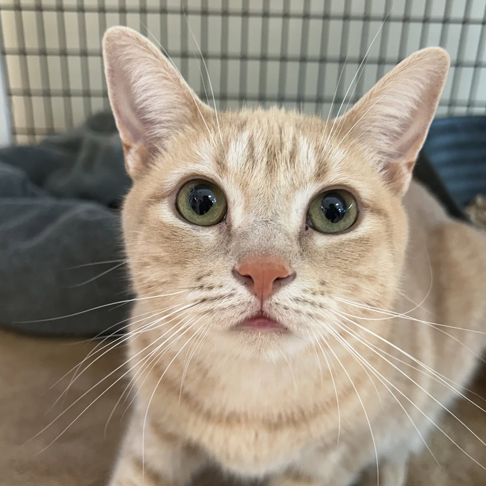 Tangee - Domestic Short Hair
