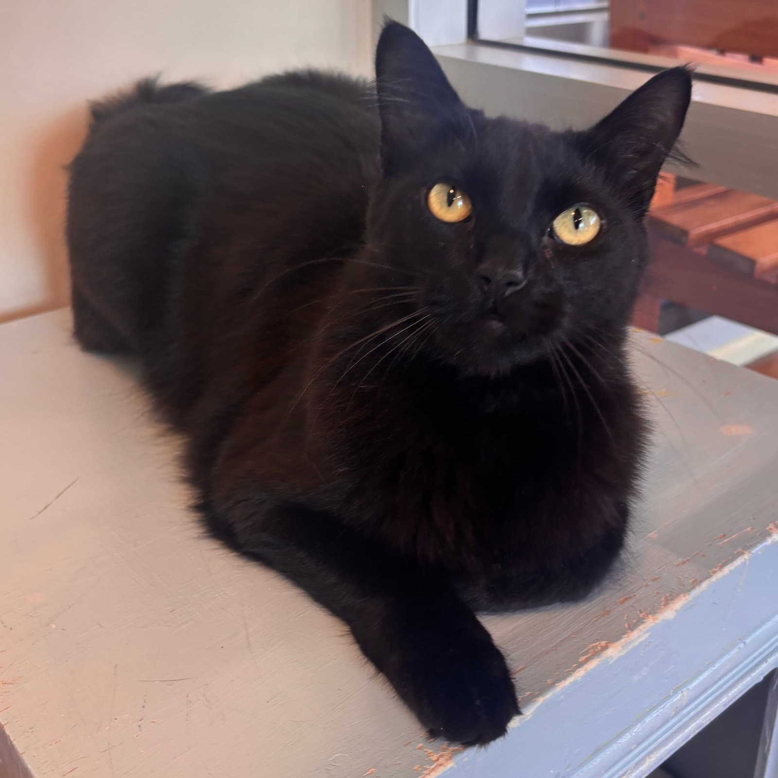 Udon - Domestic Medium Hair