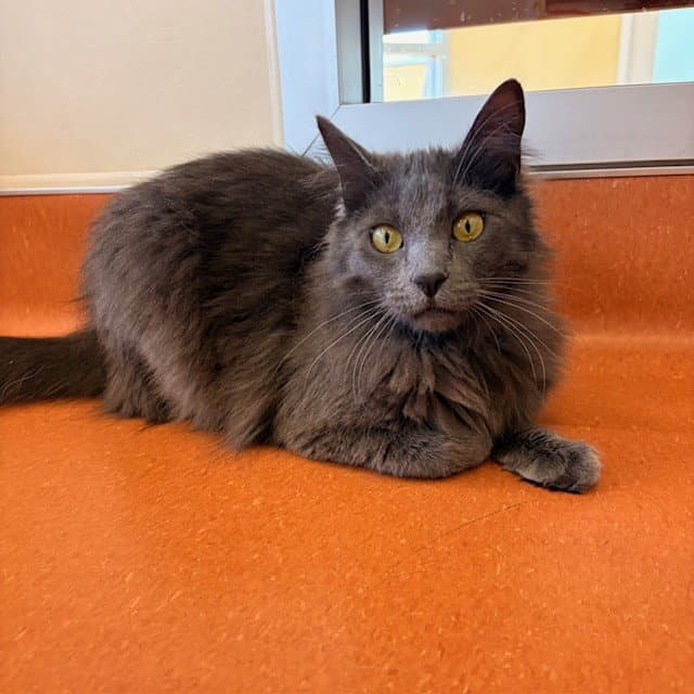 Heathcliff - Domestic Long Hair