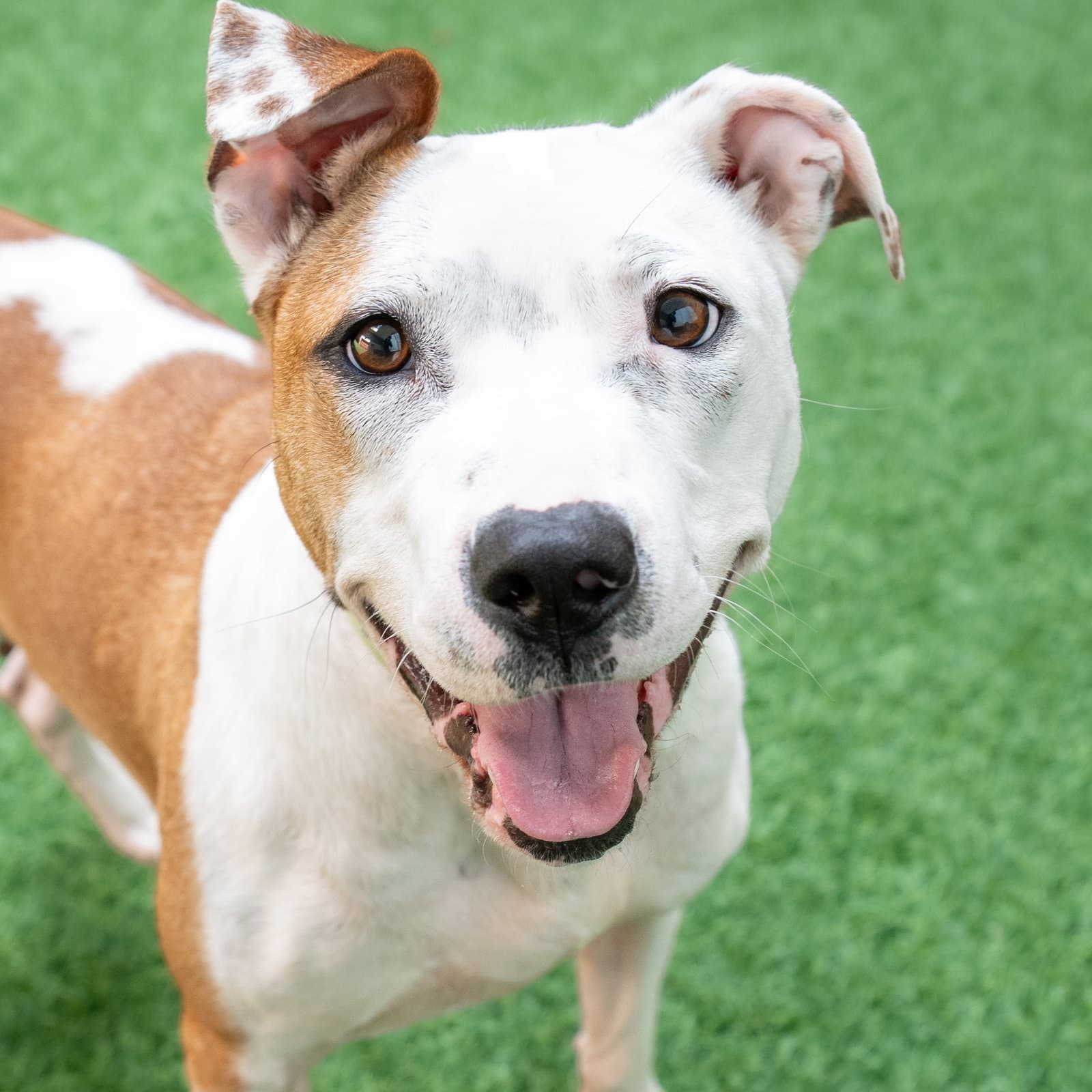 Sonnet - Pit Bull Terrier