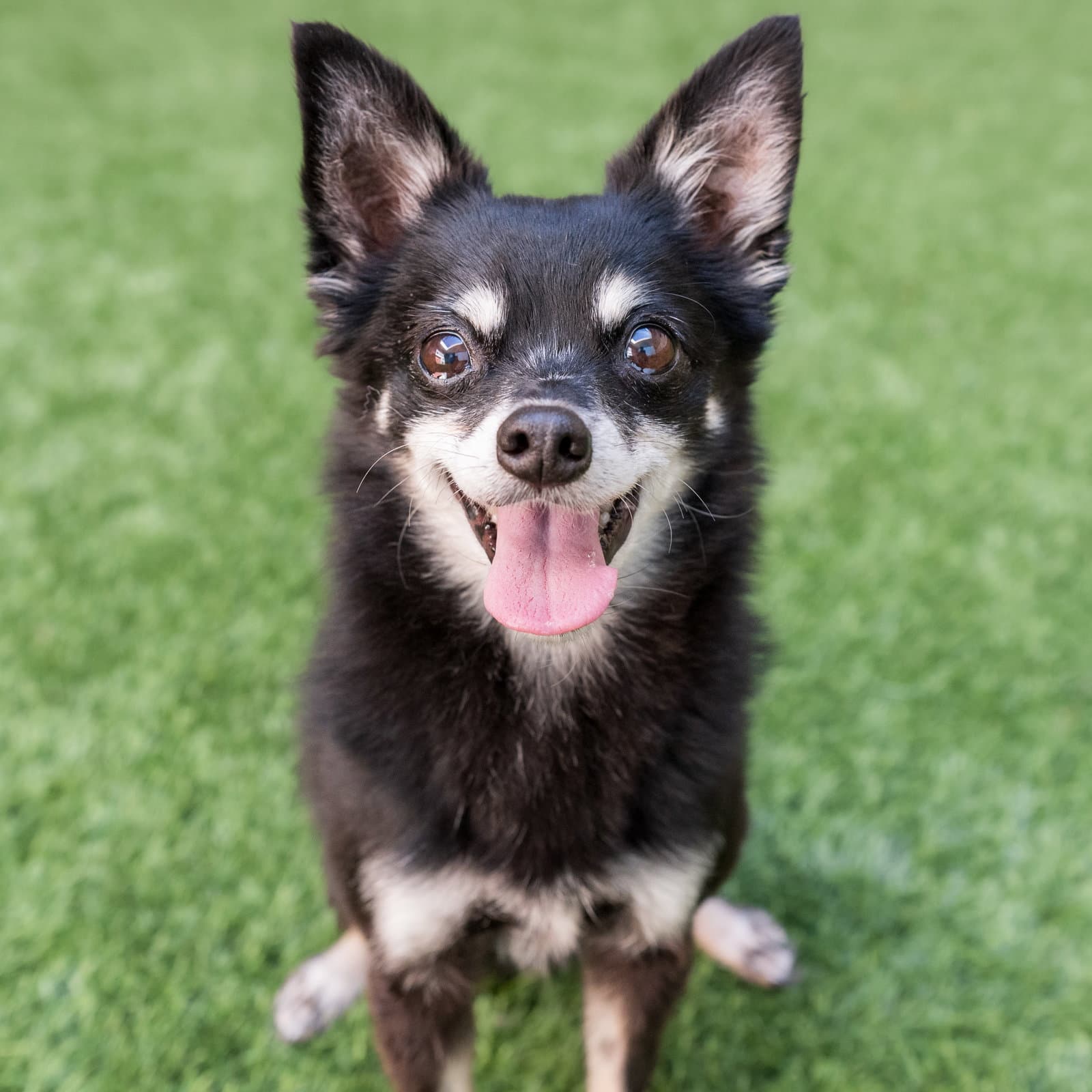 Rubble The Senior - Chihuahua