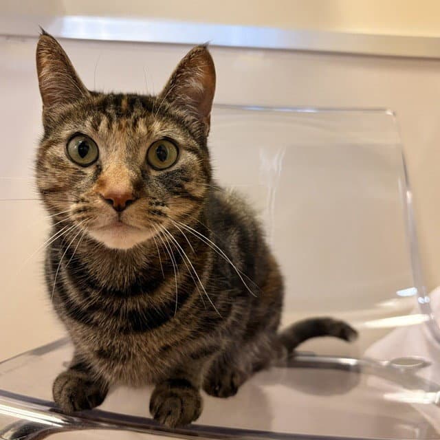 Polly Pocket - Domestic Short Hair