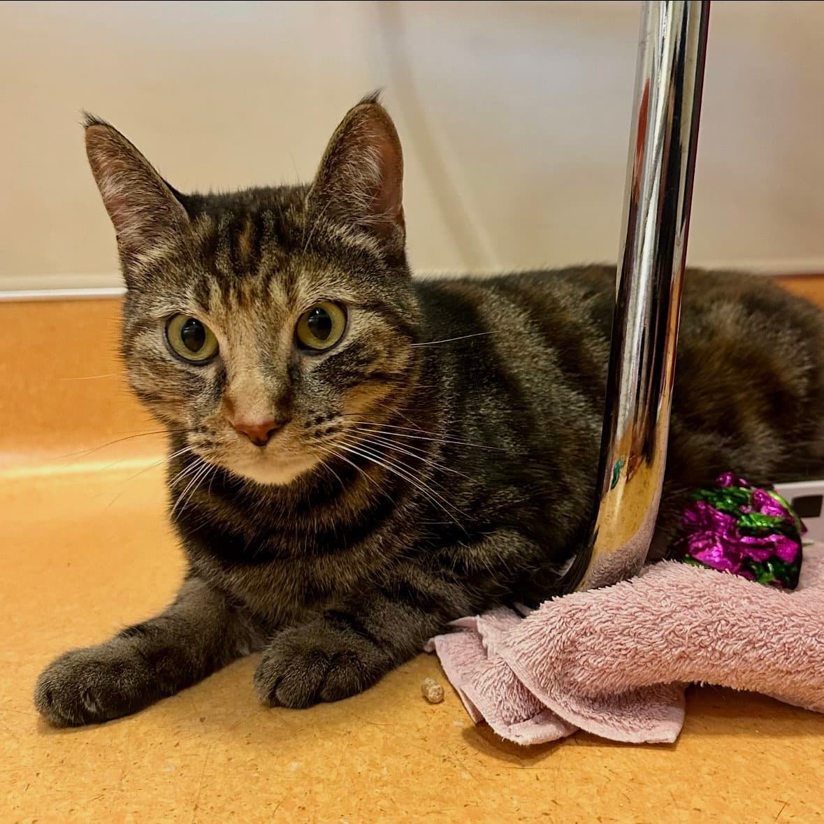 Polly Pocket - Domestic Short Hair