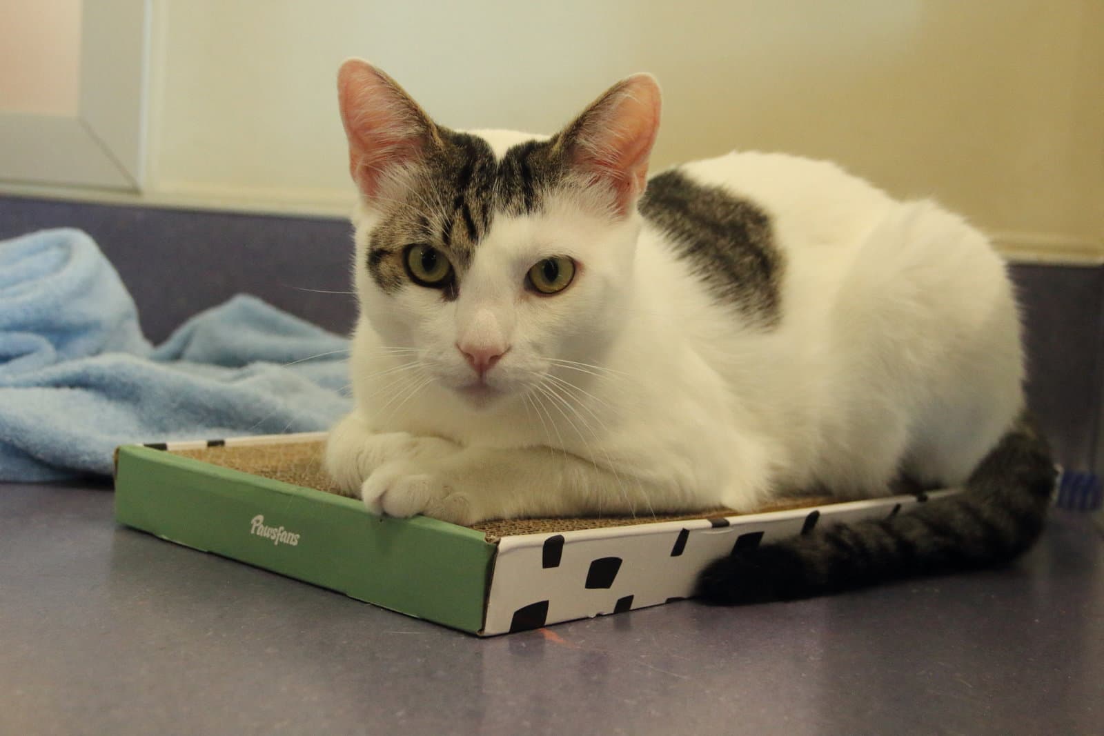 Kevin - Domestic Short Hair