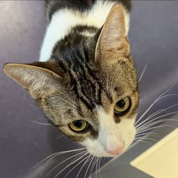 Taz image 4