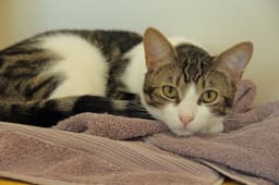 Taz image 2