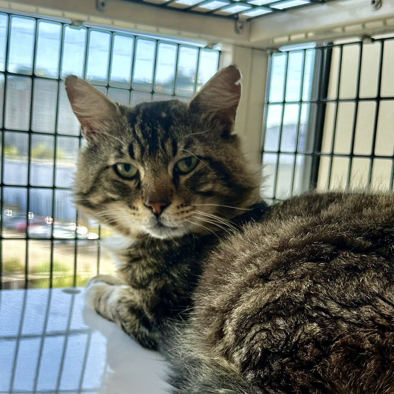Elvis - Domestic Short Hair