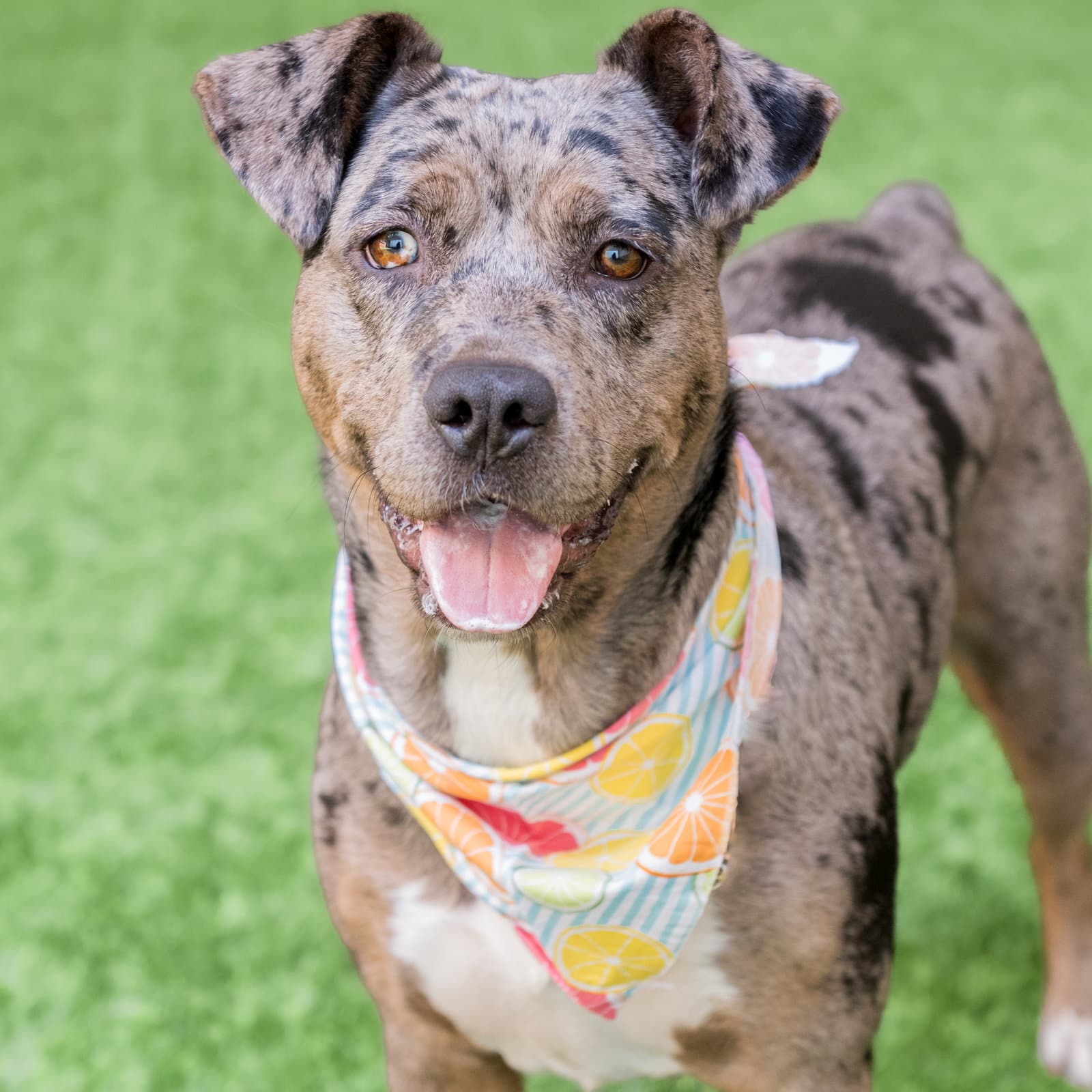 Luna - Catahoula Leopard Dog