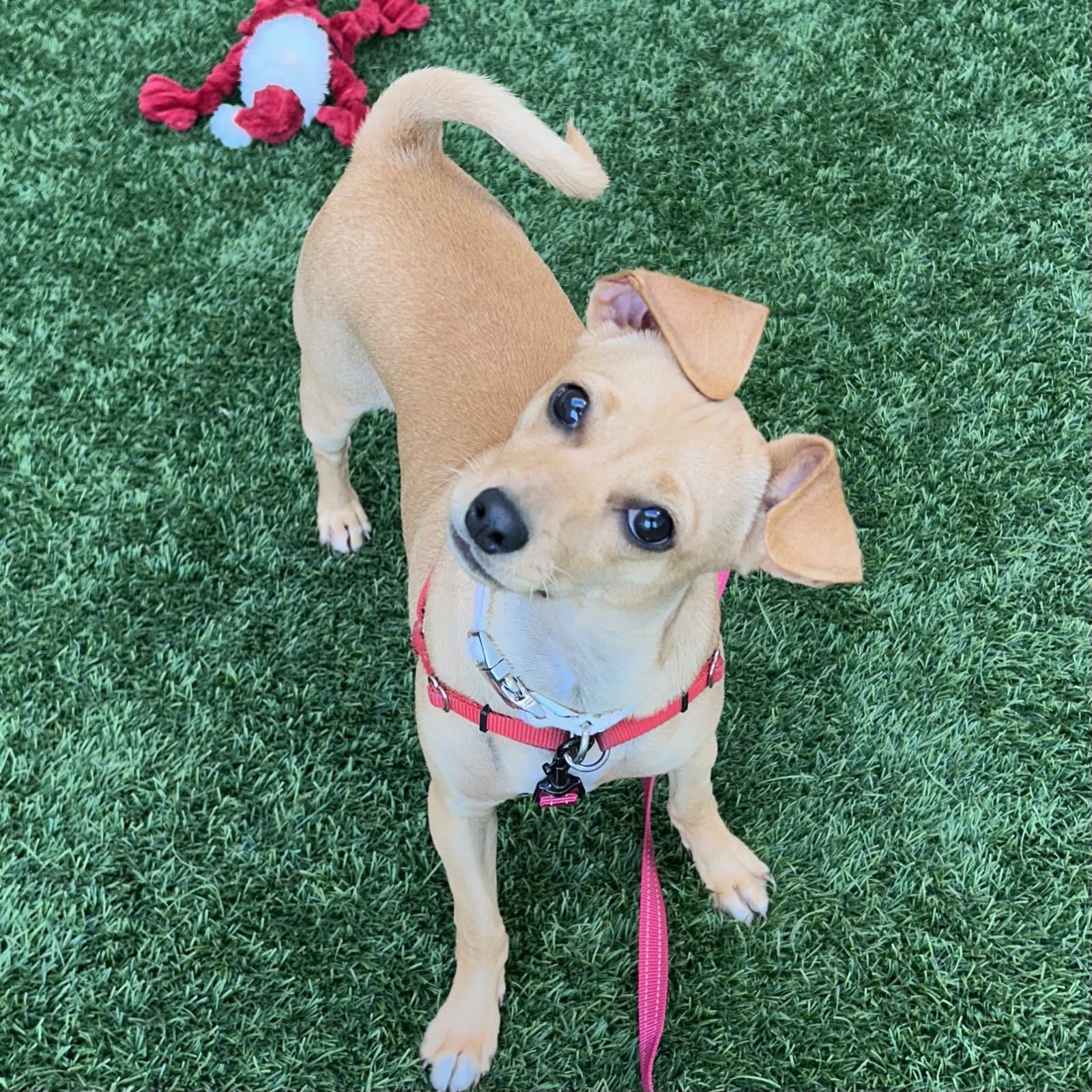 Precious - Chihuahua