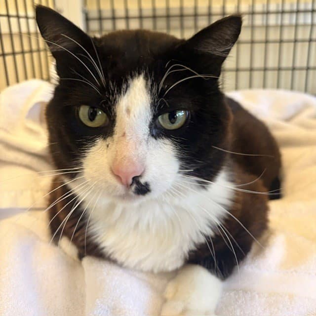 Watson - Domestic Short Hair