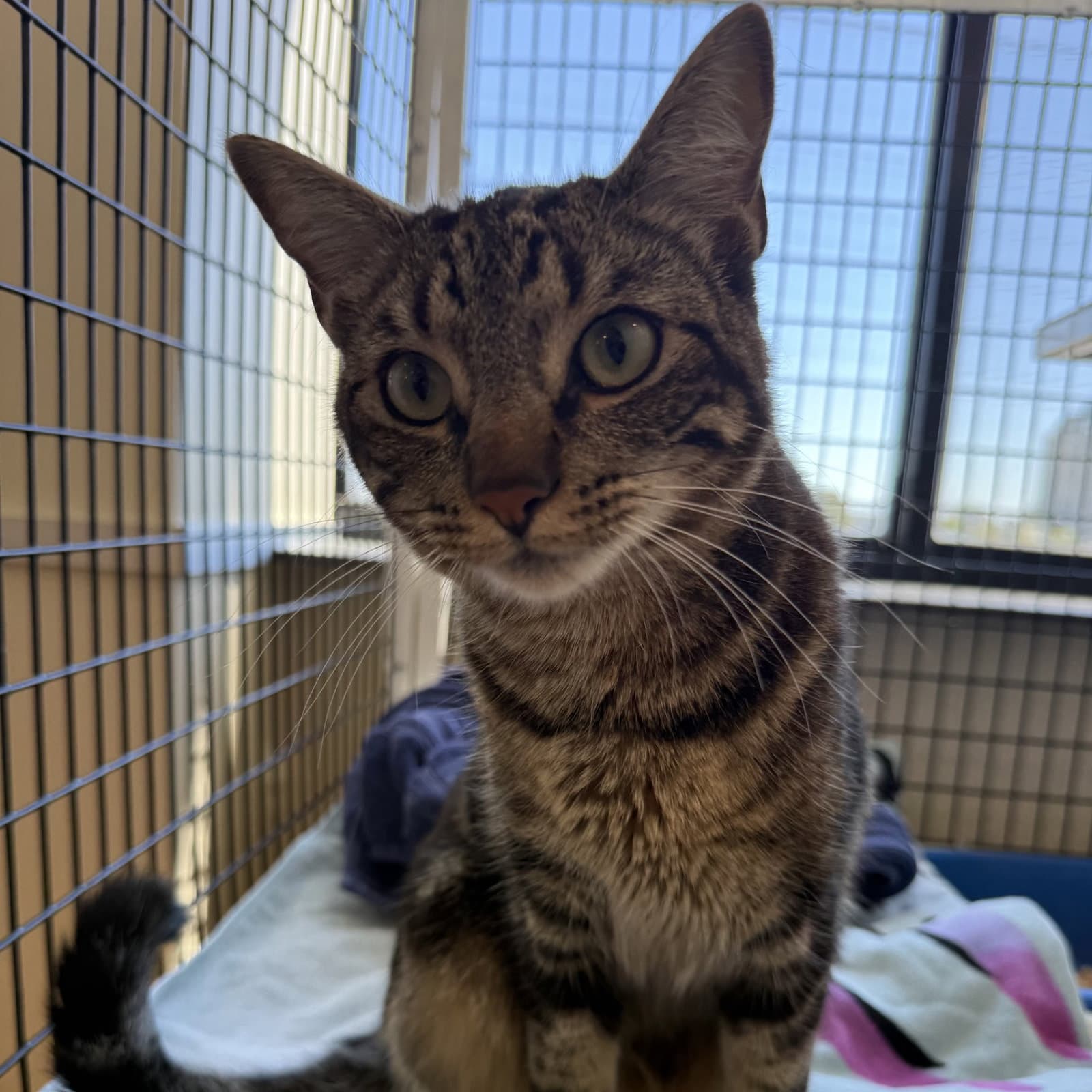 Ace - Domestic Short Hair