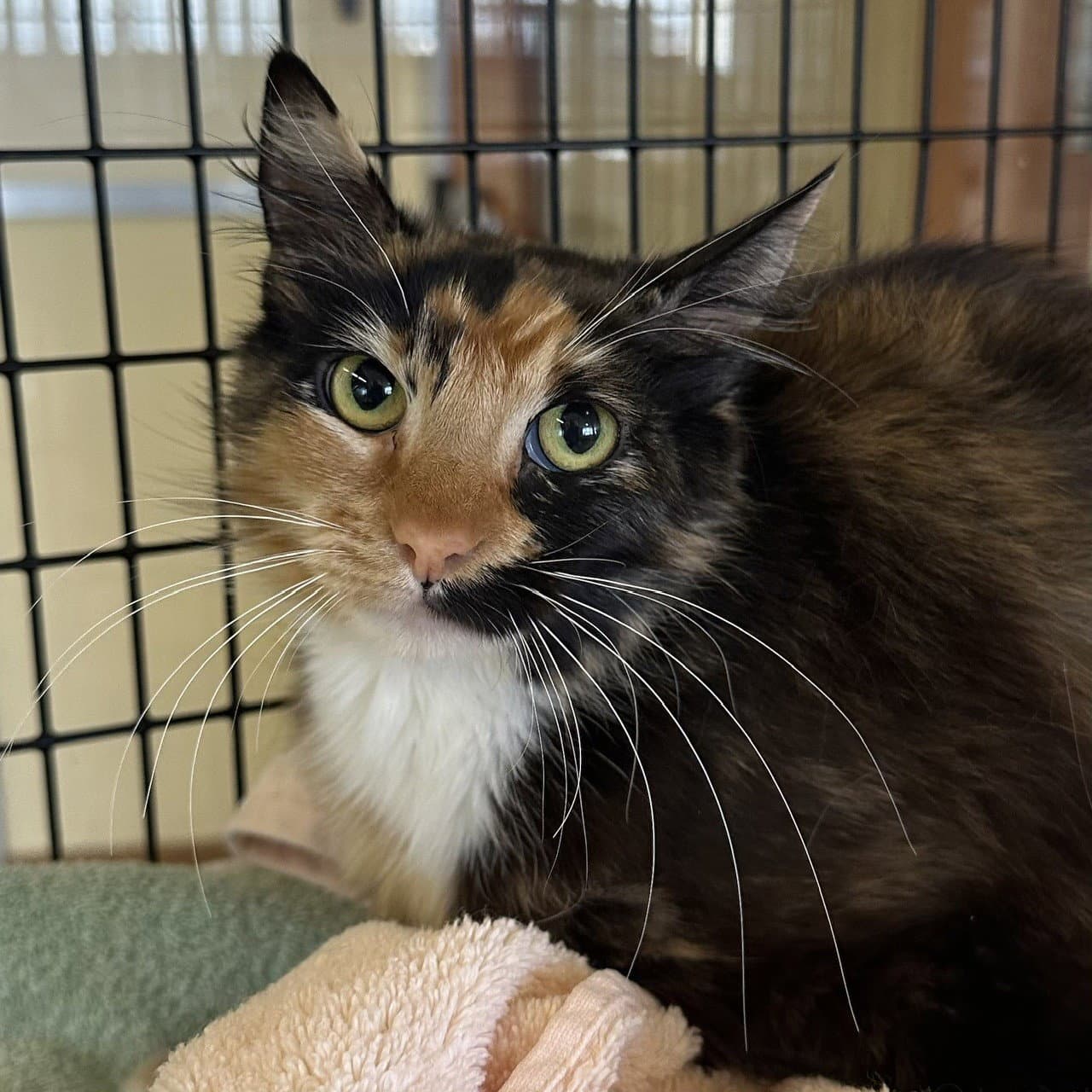 Amira - Domestic Short Hair