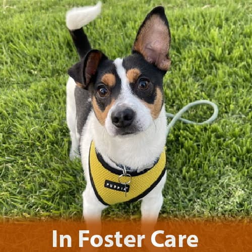 Manchas - Jack Russell Terrier