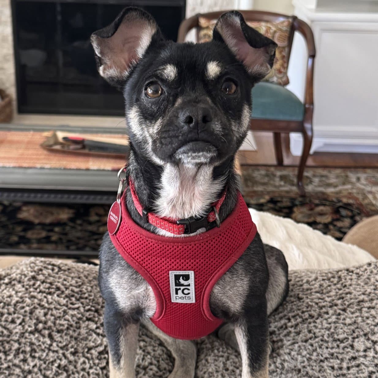 Holly - French Bulldog