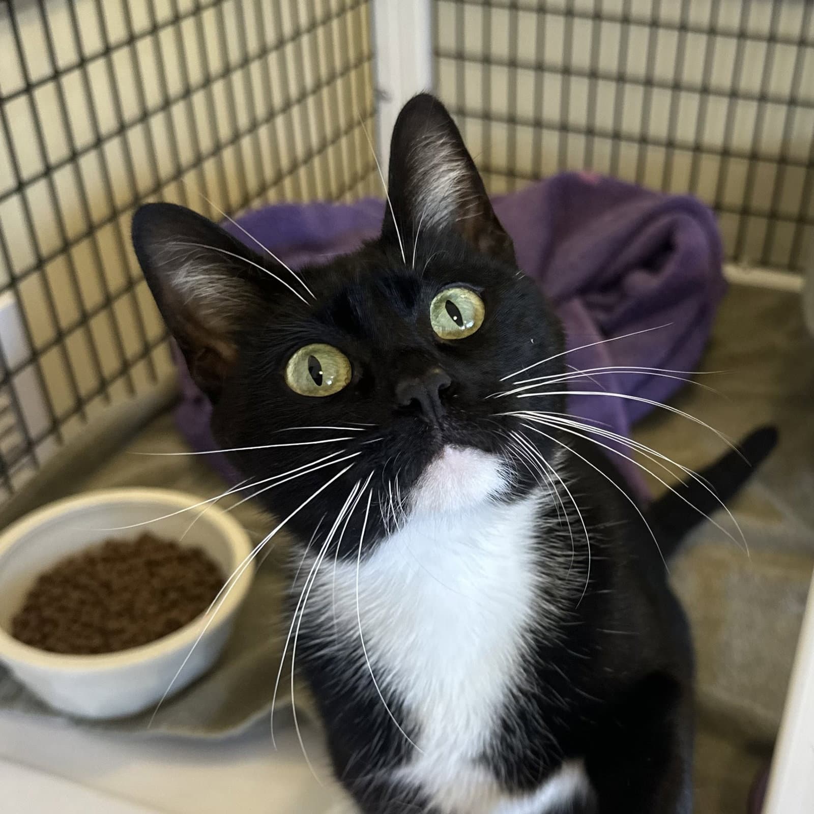 Lara Jean - Domestic Short Hair
