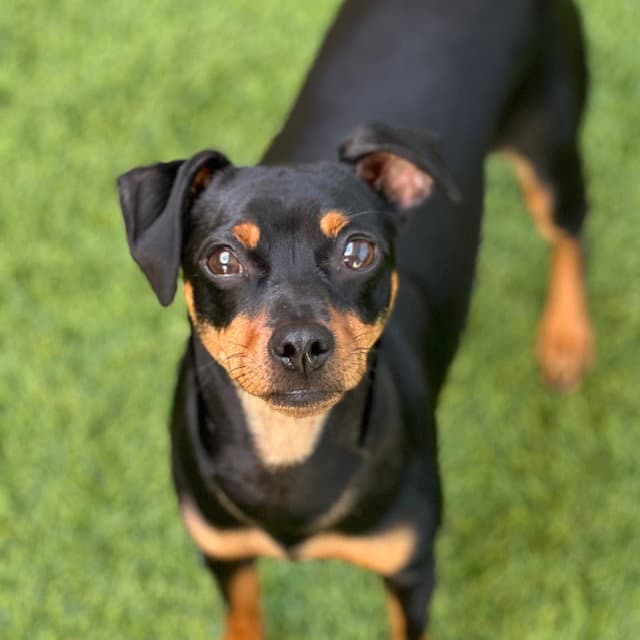 Foxy - Miniature Pinscher