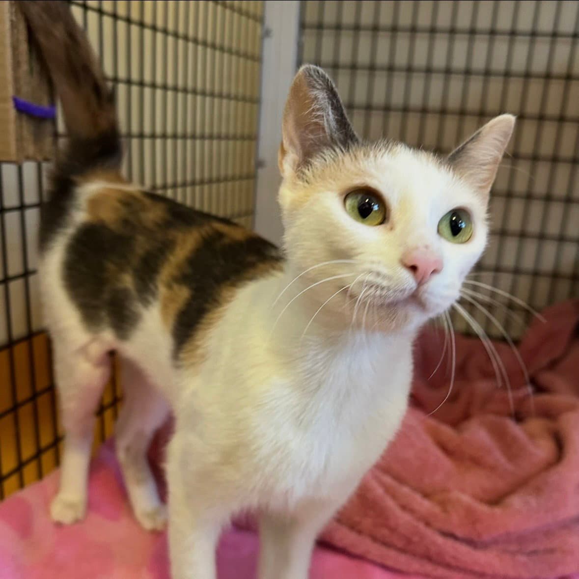 Sophia - Domestic Short Hair