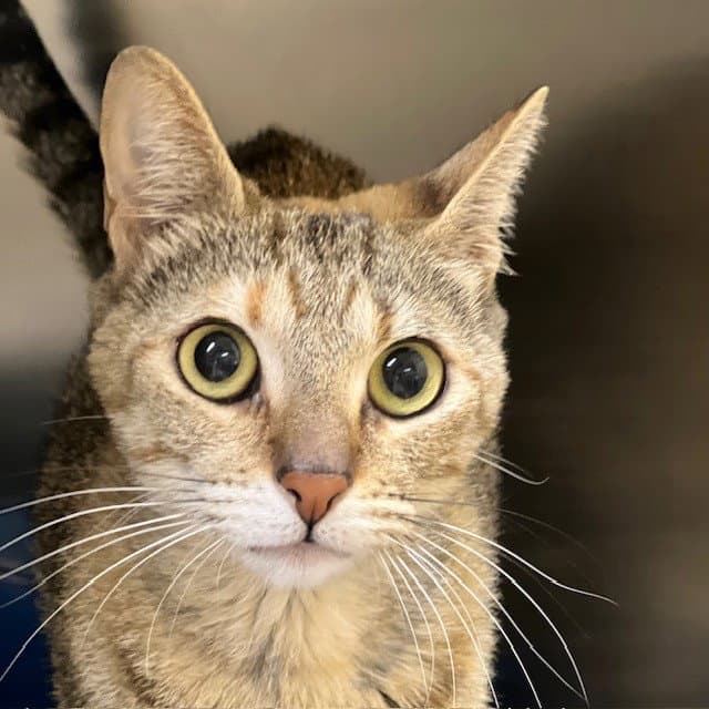 Lime - Domestic Short Hair