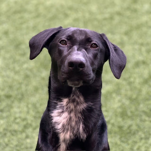 Nova - German Shorthaired Pointer