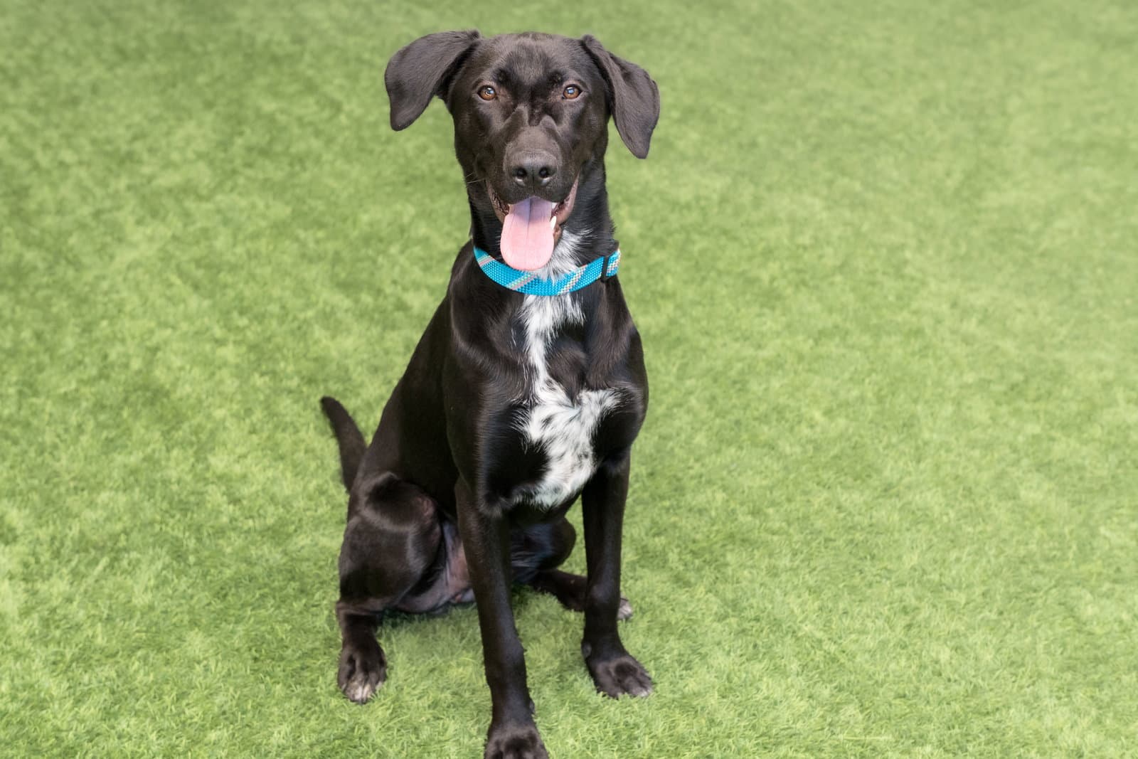 Nova - German Shorthaired Pointer