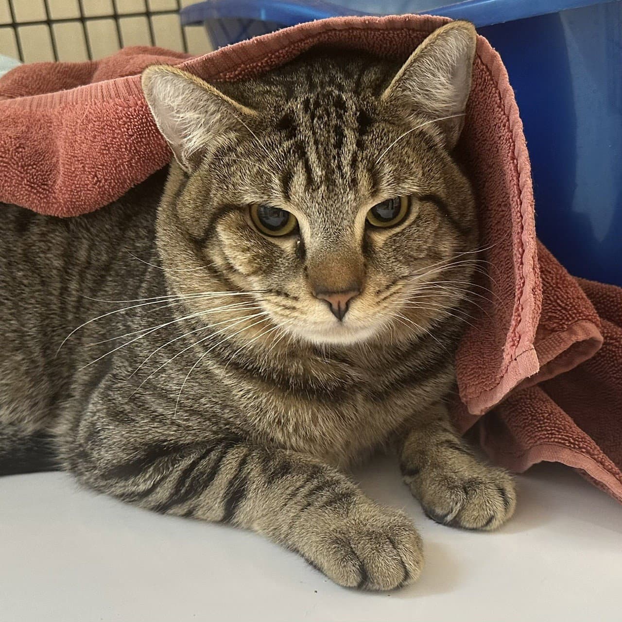 Albert - Domestic Short Hair