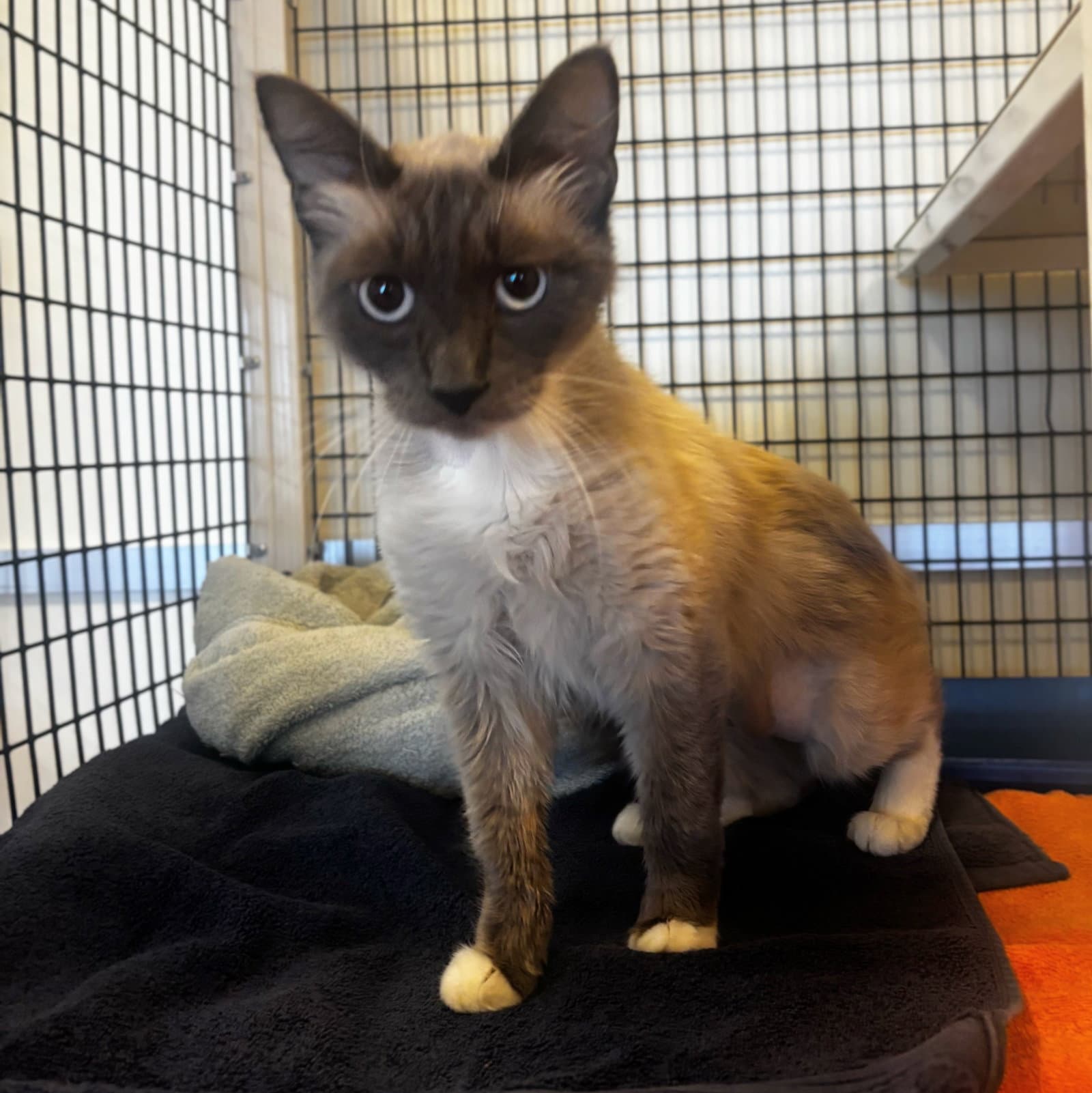 Marie - Domestic Medium Hair