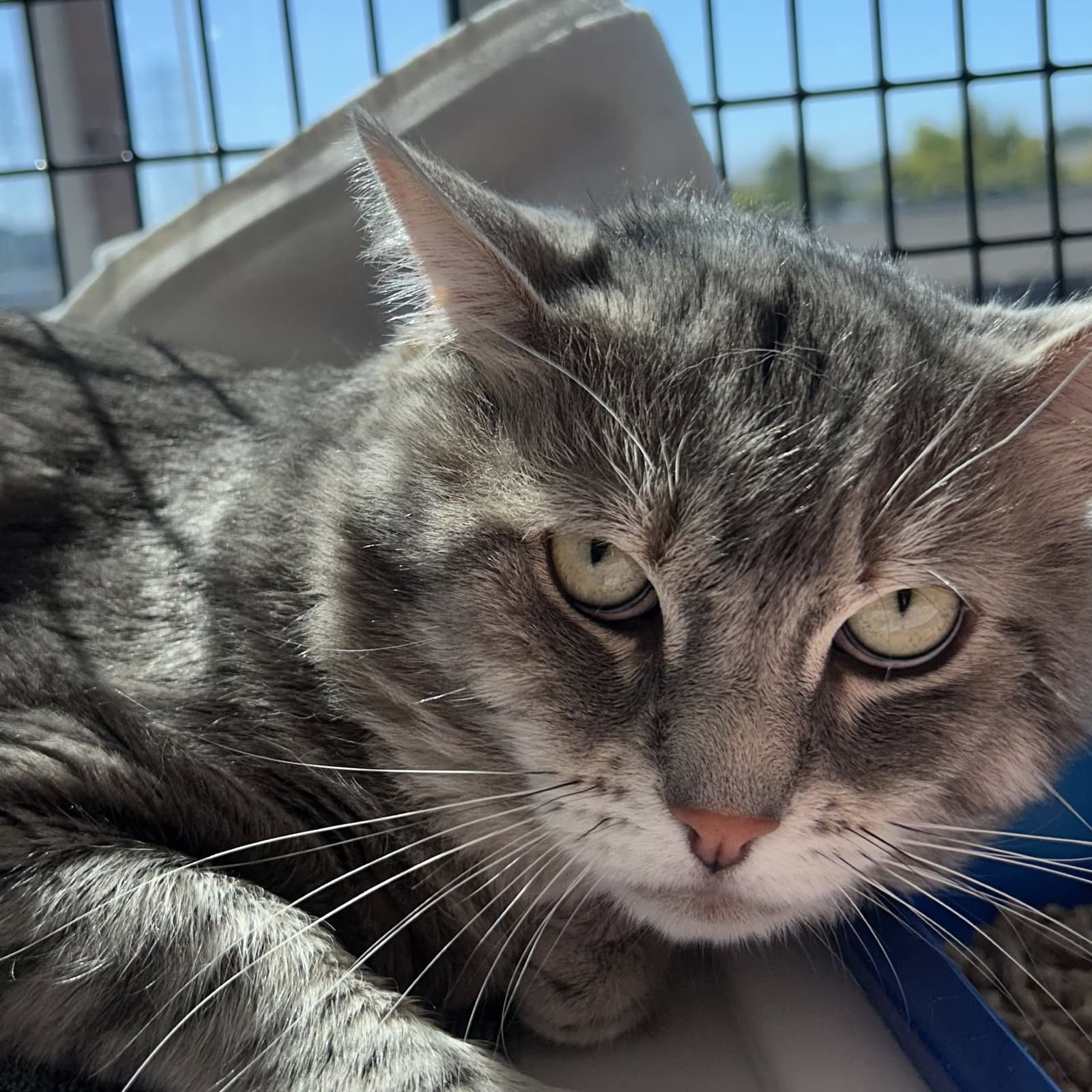 Zuzu - Domestic Short Hair