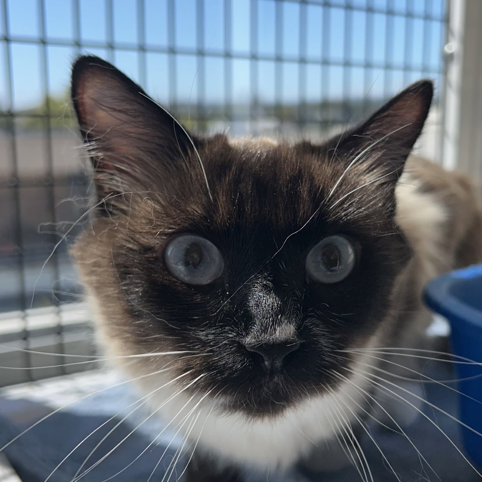 Moly - Domestic Short Hair