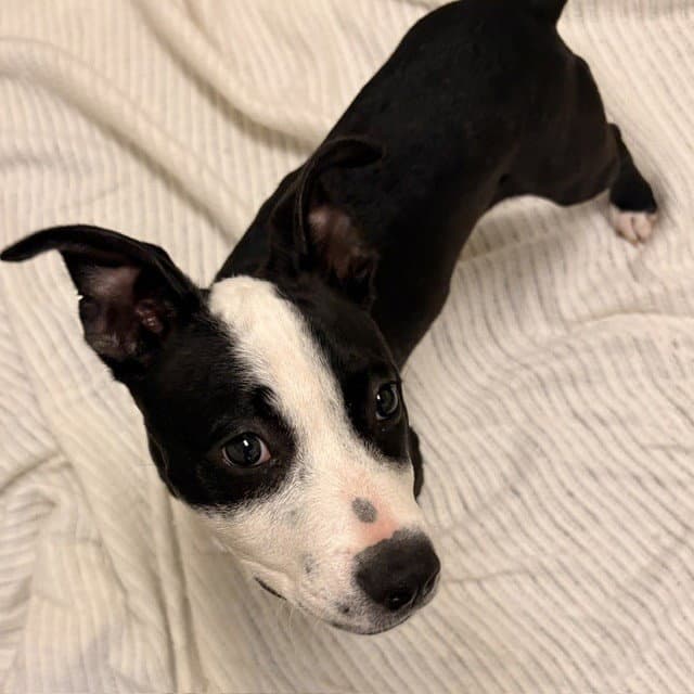 Sparkle - Pit Bull Terrier