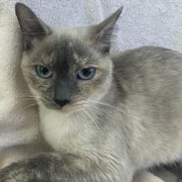 Shiro image 1