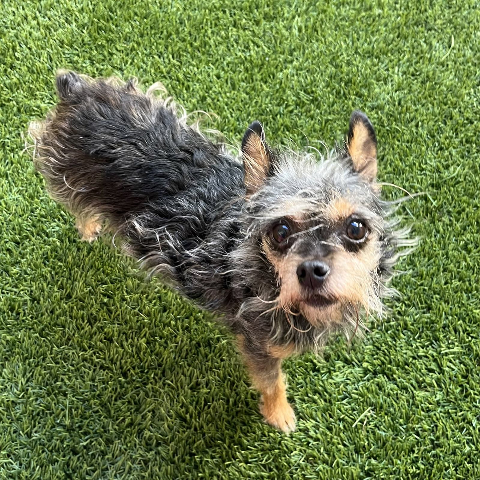 Mia - Yorkshire Terrier Yorkie