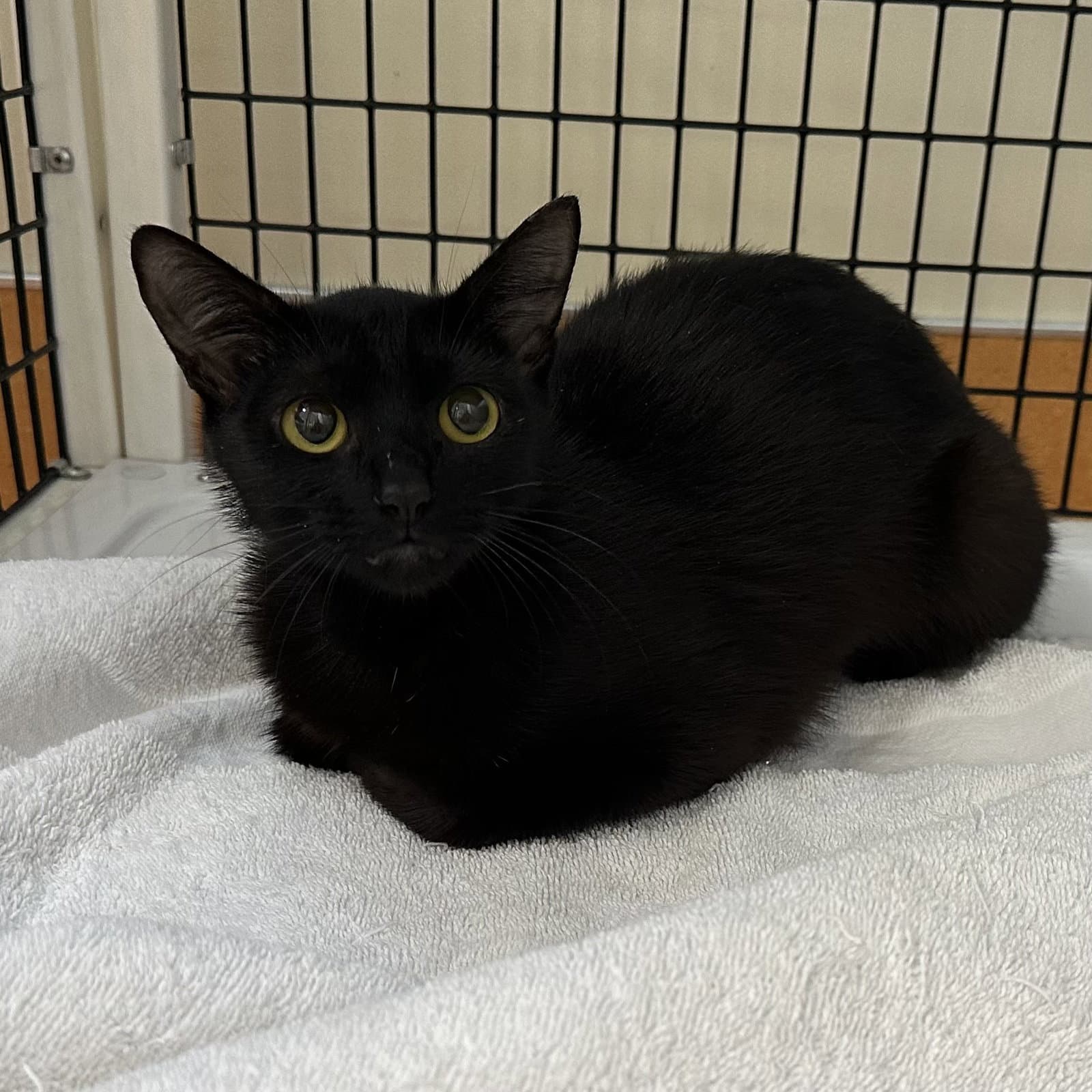 Clash - Domestic Short Hair