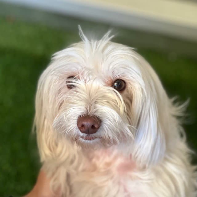 Lucy - Lhasa Apso