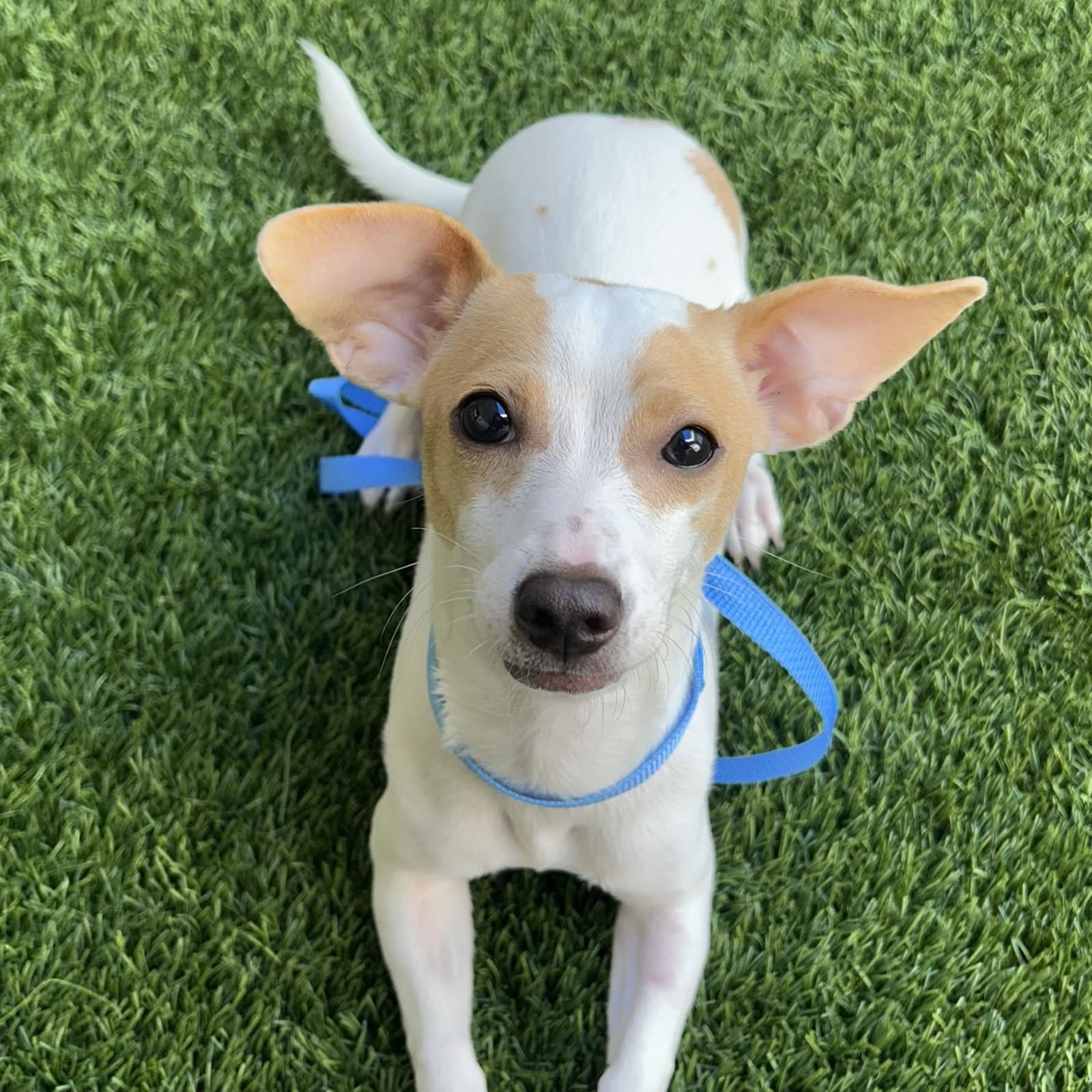 Hazel - Terrier