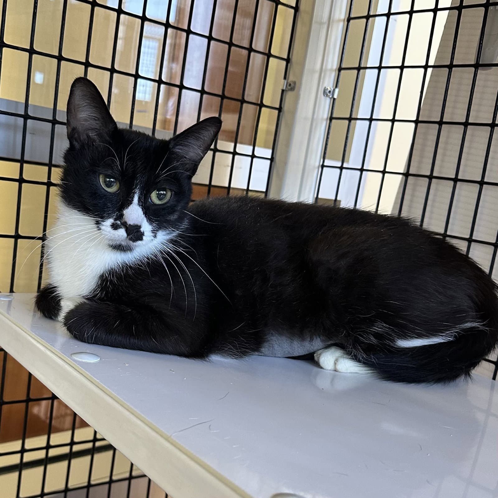Oreo - Domestic Short Hair