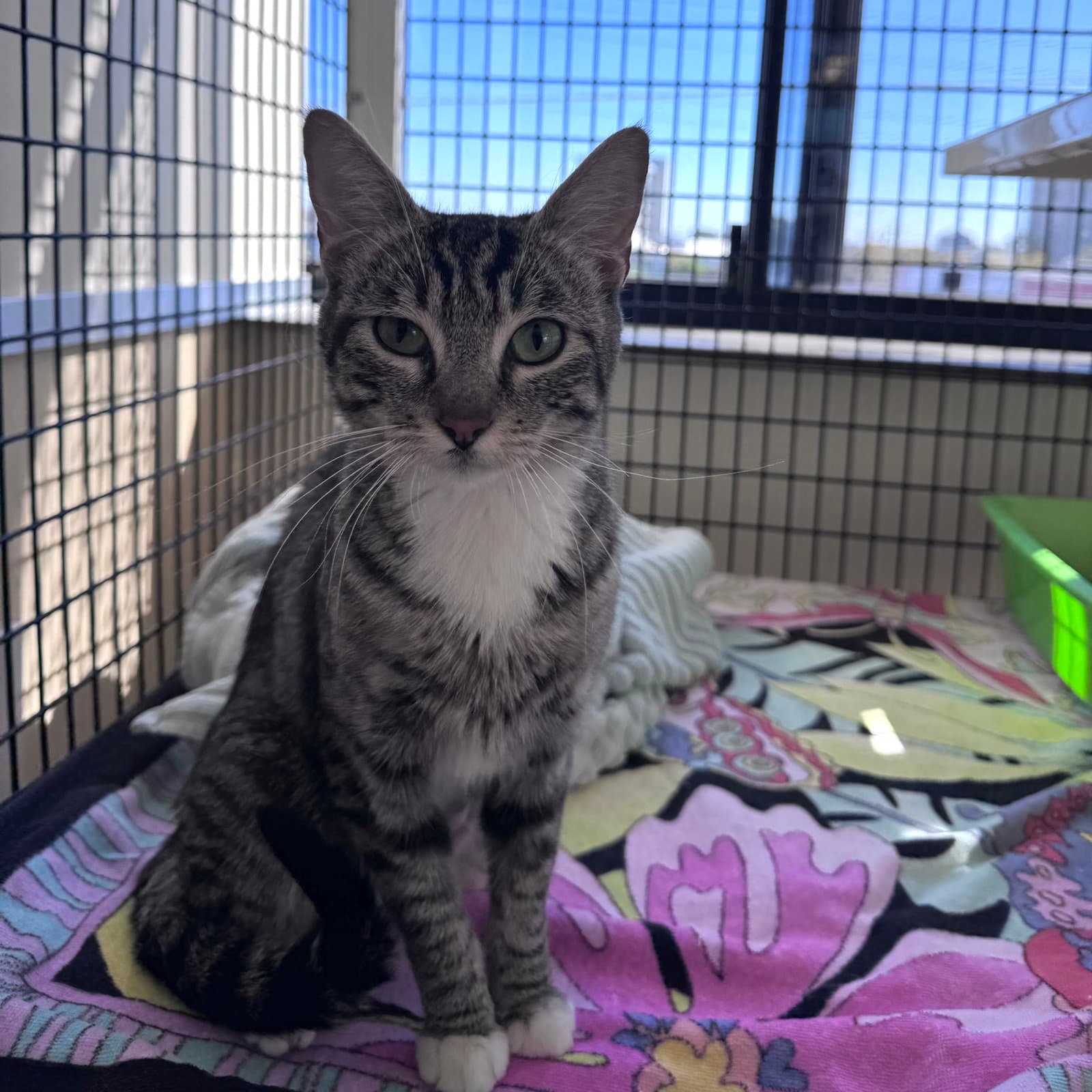Adora - Domestic Short Hair