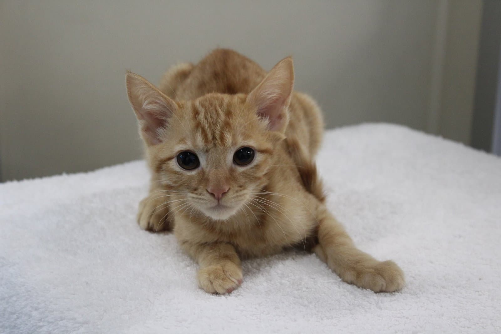 Marcus Washington - Domestic Short Hair