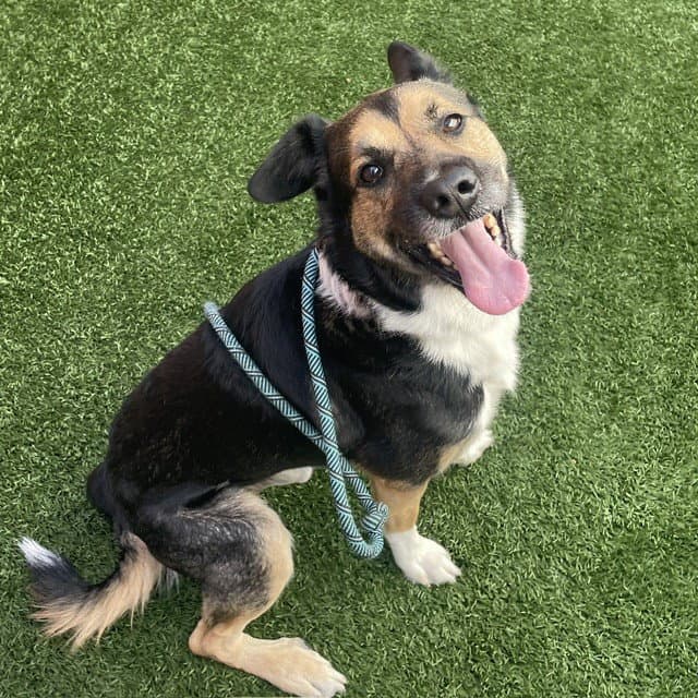 Major - German Shepherd Dog