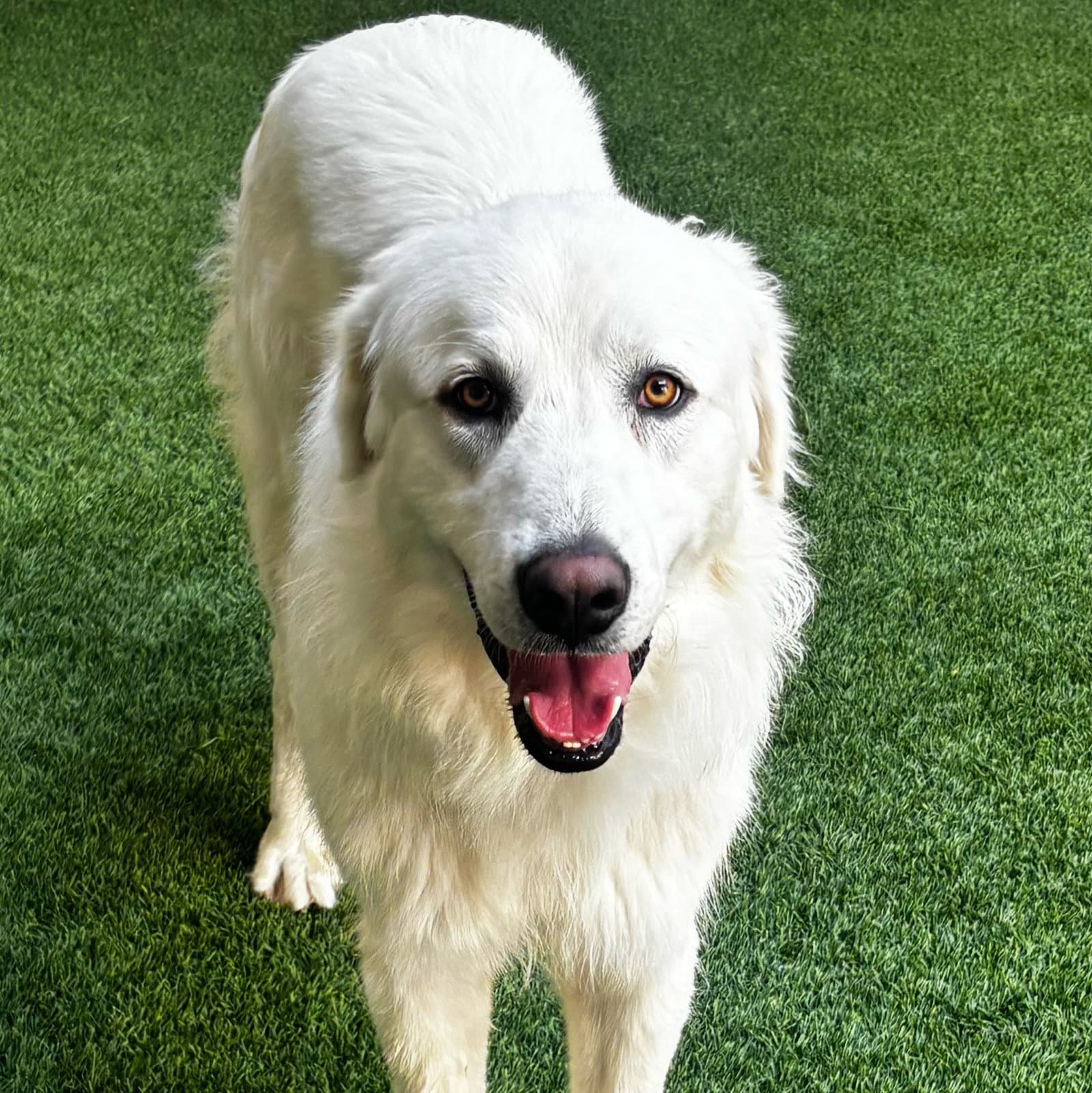 Rainier - Great Pyrenees