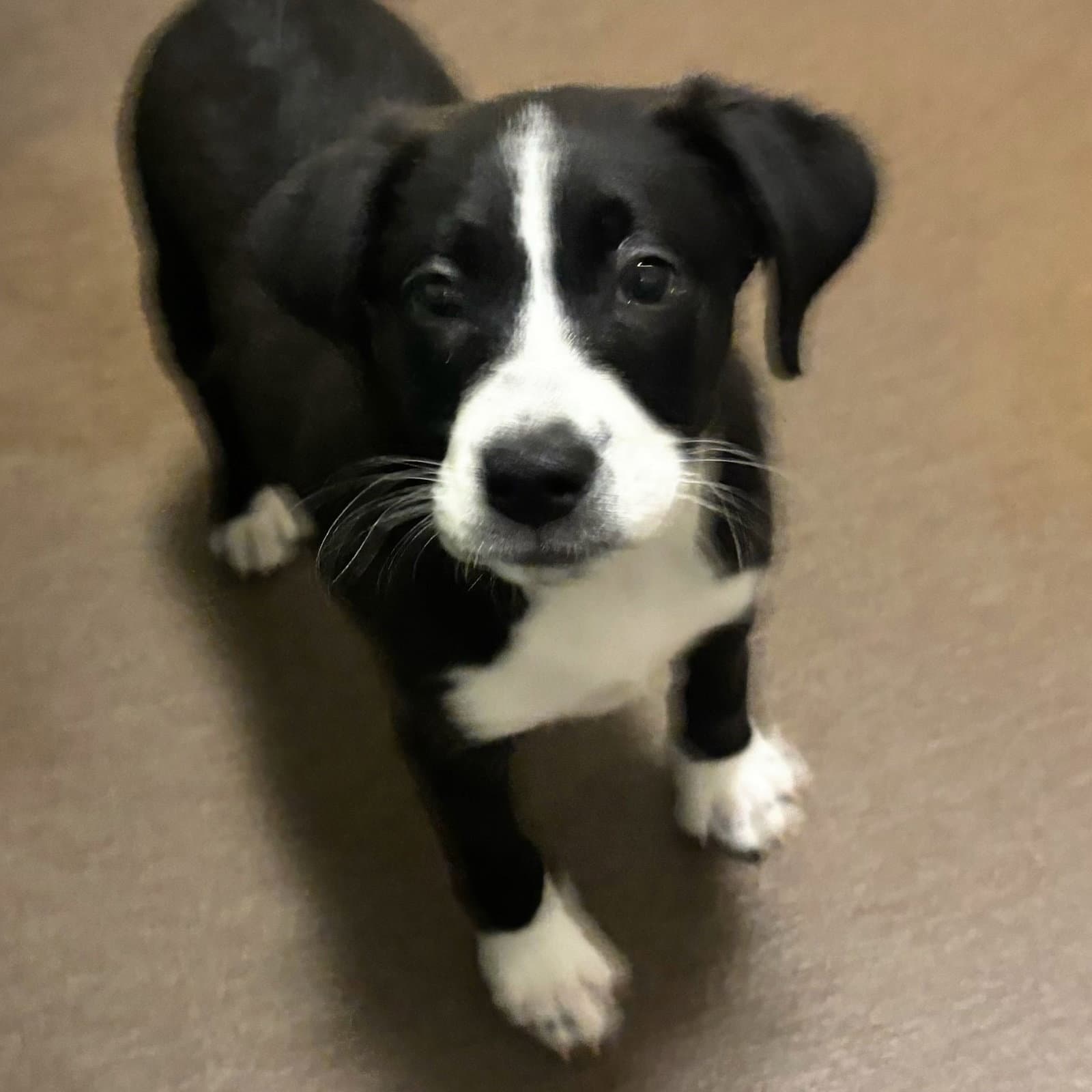 Bantay The Puppy - Border Collie