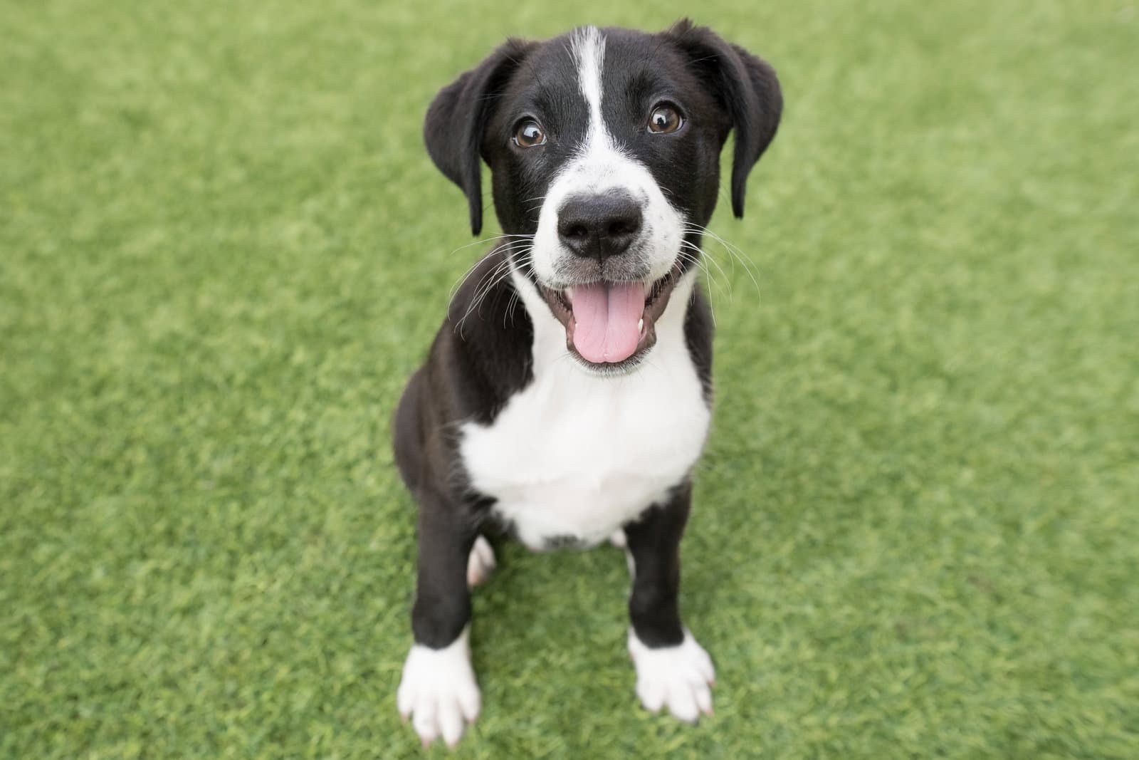Bantay The Puppy - Border Collie